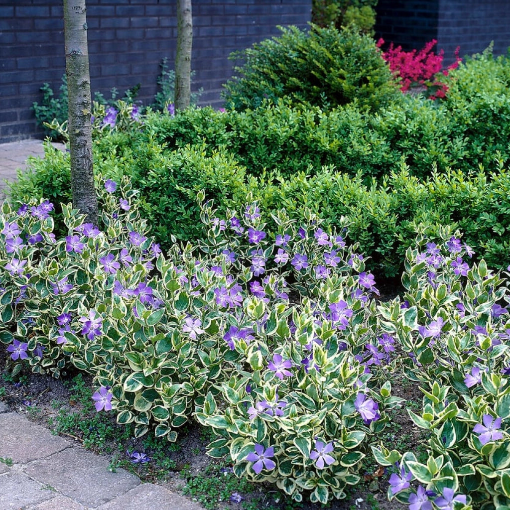 Vinca major "Variegata"