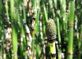 Equisetum hyemale  / Equisetum hyemale var. japonicum/ - Gradina Noastra