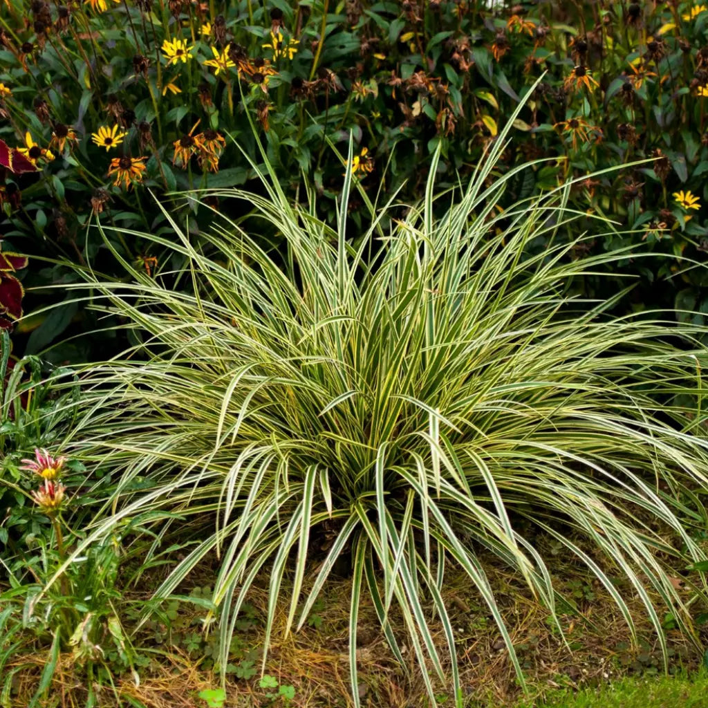 Carex morrowii „Goldband" 0.20 - 0.30 m by gradina-noastra