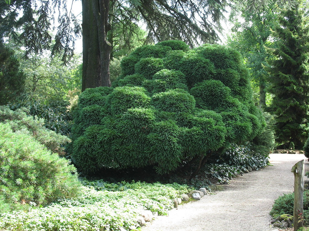 Cryptomeria jap. "Globosa Nana" pomisor cu formă globulară compactă, ideal pentru grădini și spații verzi elegante.