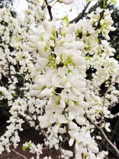 Arborele Iudei &quot;Shirobana&quot; tufa 1.50 - 1.70 m / Cercis chinensis &quot;Shirobana&quot; /