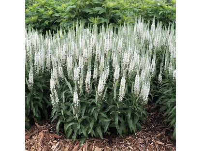 Veronica spicata "First Lady"
