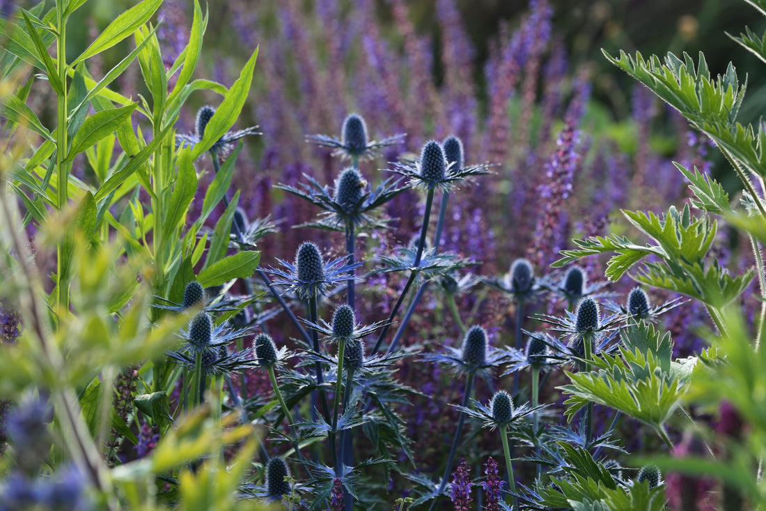 Eryngium "Big Blue" by Gradina Noastra