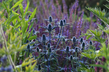 Eryngium &quot;Big Blue&quot;
