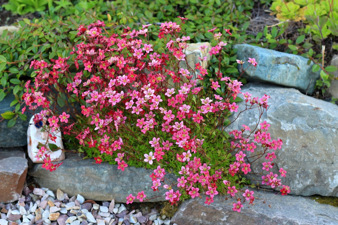 Saxifraga arendsii "Carpet Pink" by Gradina Noastra