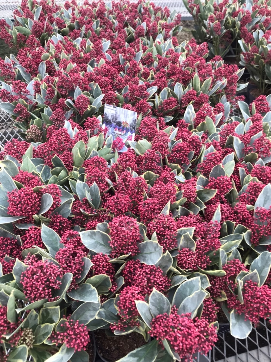 Liliac japonez "Perosa" / Skimmia japonica "Perosa"/