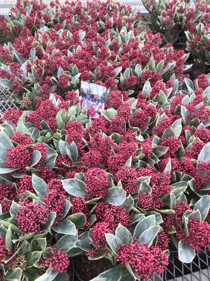 Liliac japonez "Perosa" / Skimmia japonica "Perosa"/