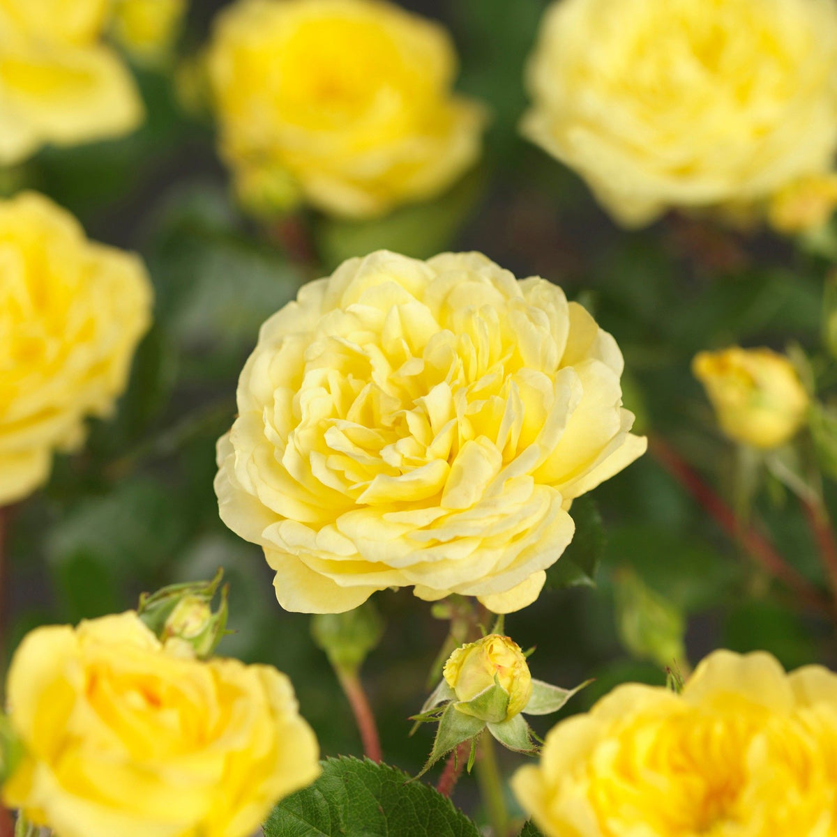 Trandafir pe picior "Geel" / Rosa "Gell"/