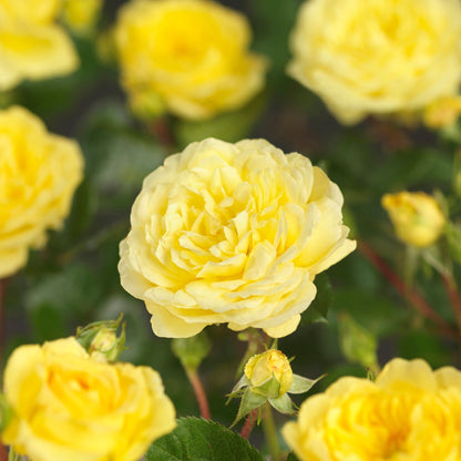 Trandafir pe picior "Geel" / Rosa "Gell"/