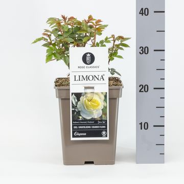 Trandafir teahibrid "Limona" – / Rosa HT "Limona"/
