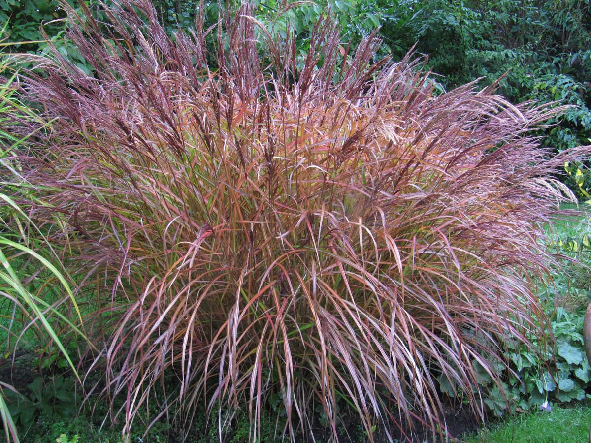 Iarba elefantului "Flamingo" /Miscanthus sinensis Flamingo/