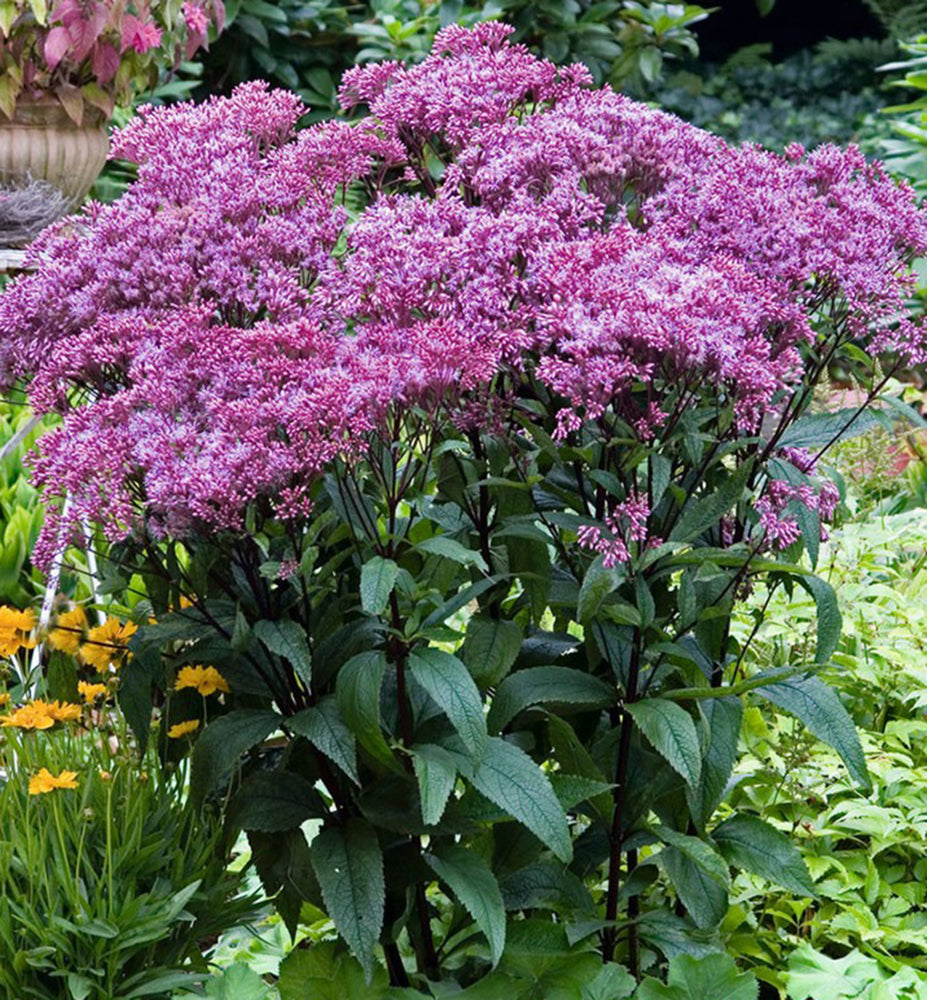 Eupatorium maculatum &quot;Baby Joe&quot;