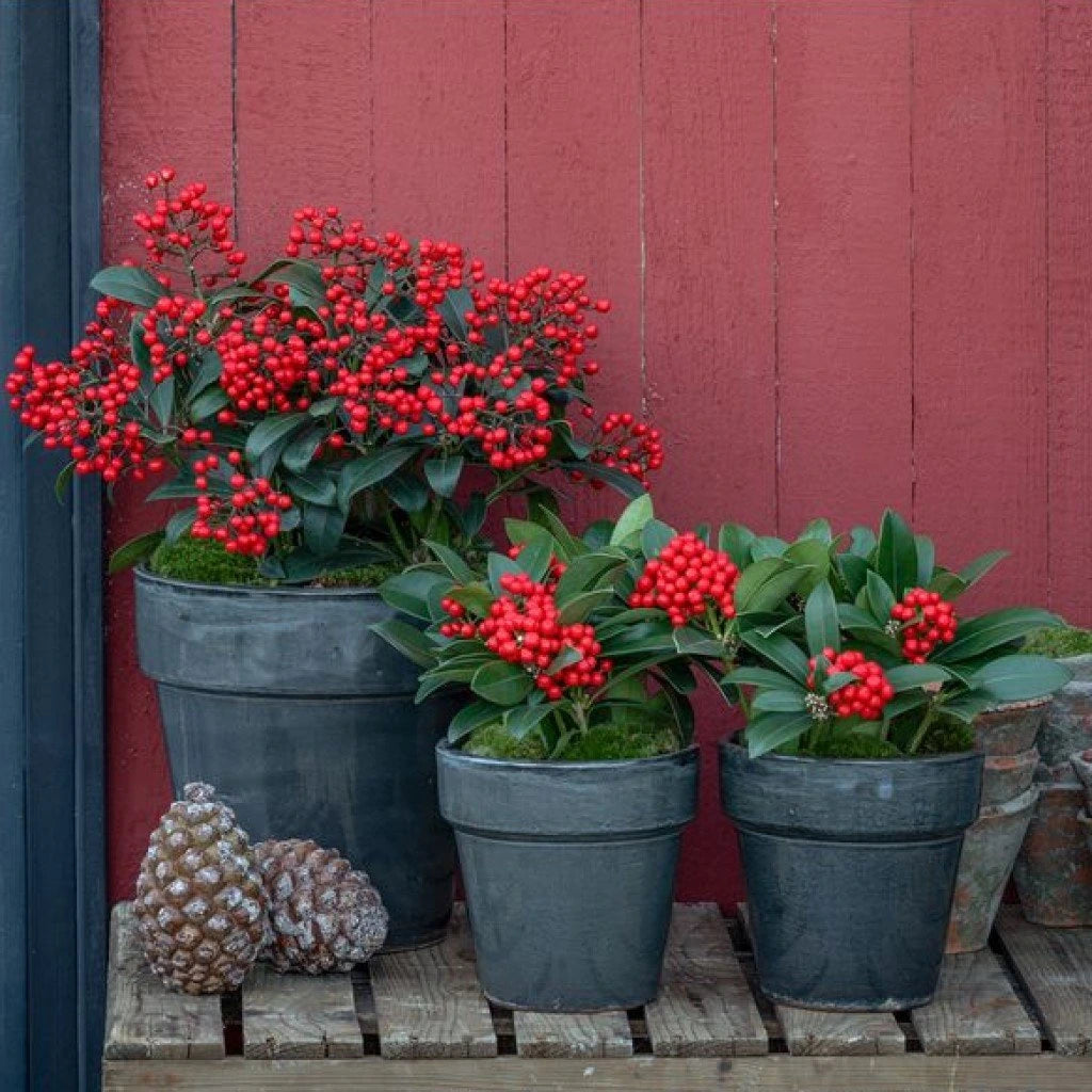 Liliac japonez "Temptation" 0.40 - 0.50 m / Skimmia japonica &