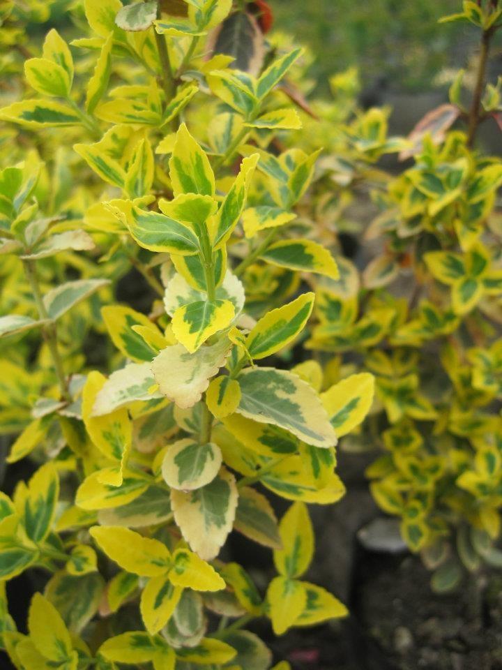 Salba aurie „Emerald Gold” / Euonymus fortunei "Emerald Gold"/