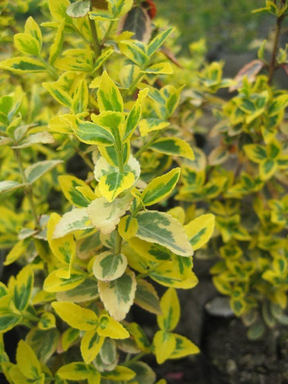 Salba aurie „Emerald Gold” / Euonymus fortunei "Emerald Gold"/