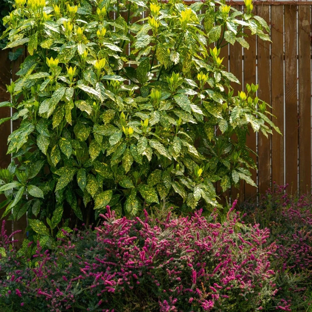 Pom de aur "Crotonifolia Gold" / Aucuba japonica "Crotonifolia Gold" /