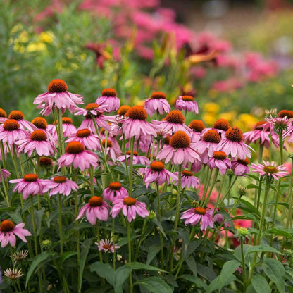 Echinacea purpurea "Powwow Wild Berry" - Gradina Noastra
