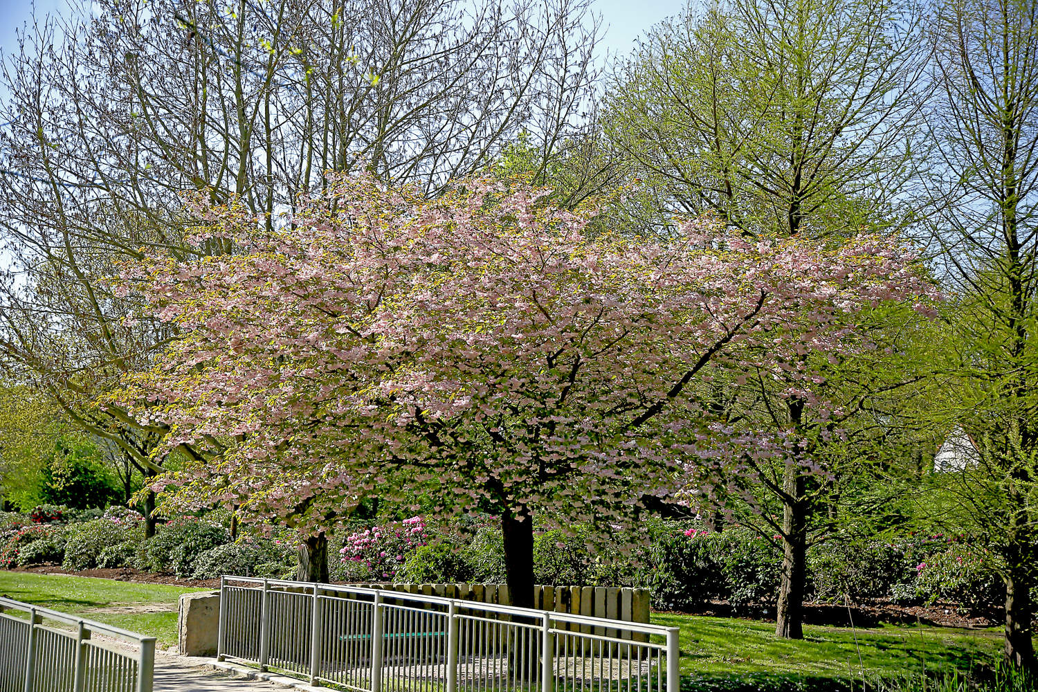 Japanese cherry &quot;Kanzan&quot; 2.00 - 2.50 m / Prunus serrulata &quot;Kanzan&quot; /