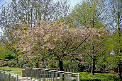 Japanese cherry &quot;Kanzan&quot; 2.00 - 2.50 m / Prunus serrulata &quot;Kanzan&quot; /