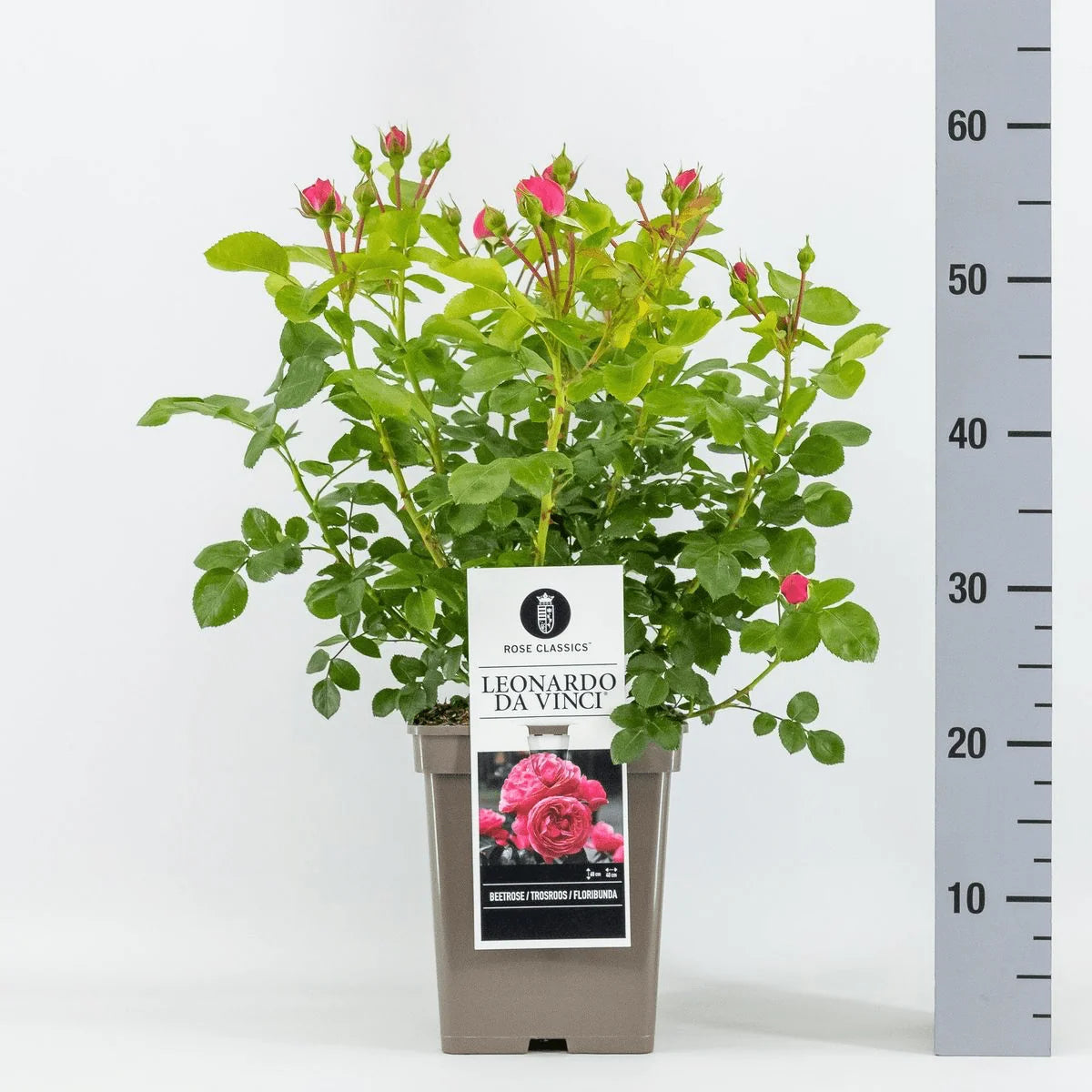 Trandafir Floribunda Leonardo Da Vinci Ornamental