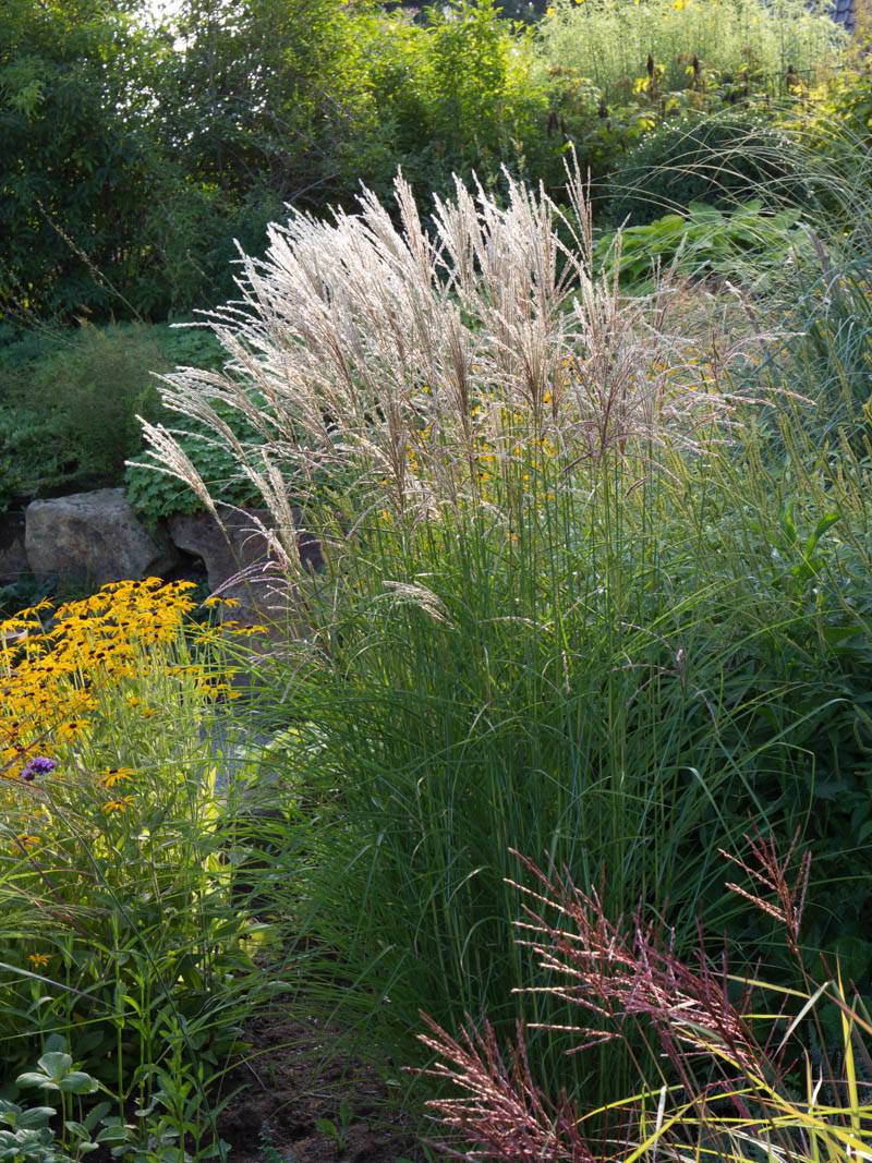 Iarba elefantului "Kleine Fontaine" / Miscanthus sinensis "Kleine Fontaine" / - Gradina Noastra