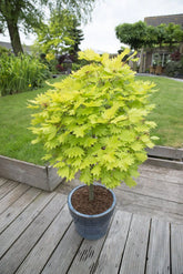Artar japonez "Aureum" / Acer shirasawanum "Aureum" / - Gradina Noastra