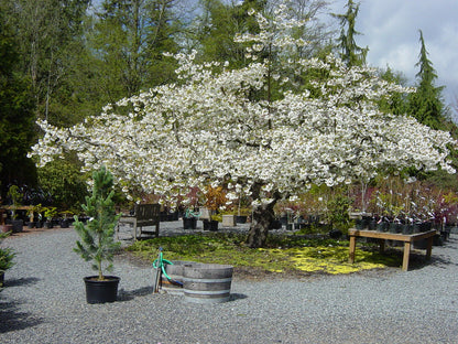 Japanese cherry &quot;Kanzan&quot; 2.00 - 2.50 m / Prunus serrulata &quot;Kanzan&quot; /