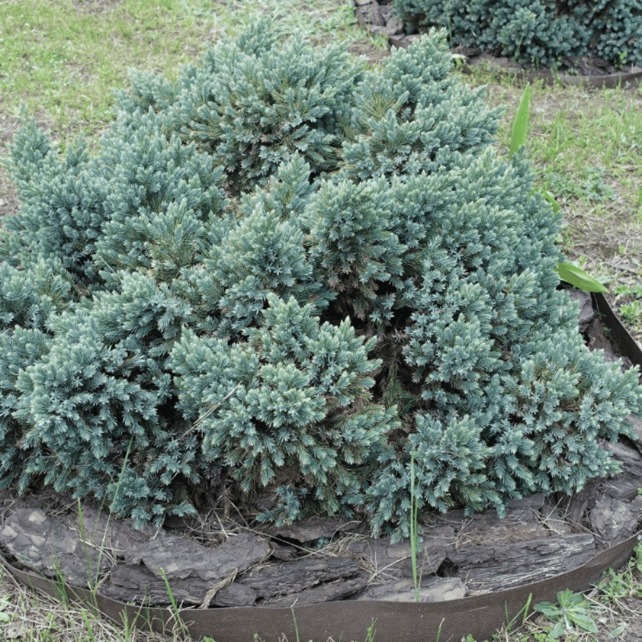 Juniper varieties 0.60 - 0.80 m / Juniperus sp./