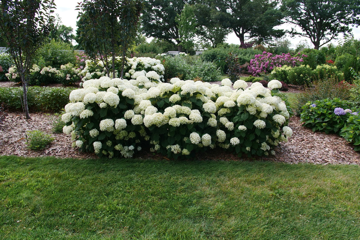 Hortensia " Incrediball Storm Proof" / Hydrangea arborescens "Incrediball Storm Proof"/