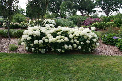 Hortensia " Incrediball Storm Proof" / Hydrangea arborescens "Incrediball Storm Proof"/