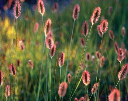 Pennisetum alopecuroides "Red Bunny Tales" / Pennisetum alopecuroides "Red Bunny Tales"/