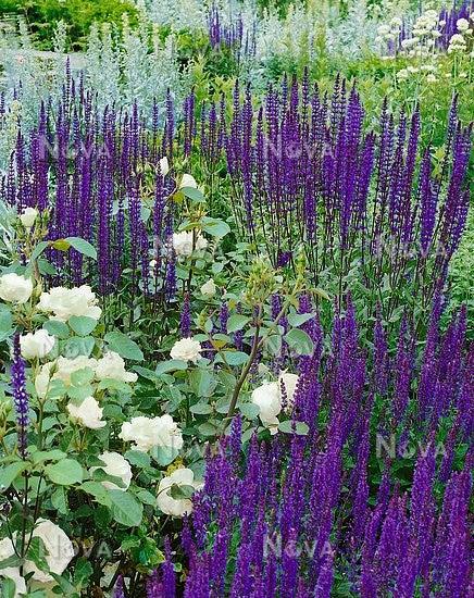 Salvia nemorosa &quot;Caradonna&quot; Gradina Noastra
