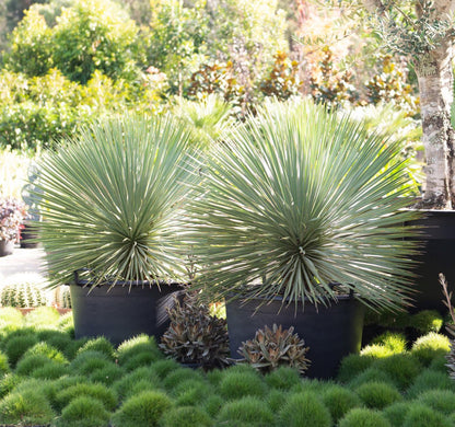 Yucca rostrata / Yucca rostrata/