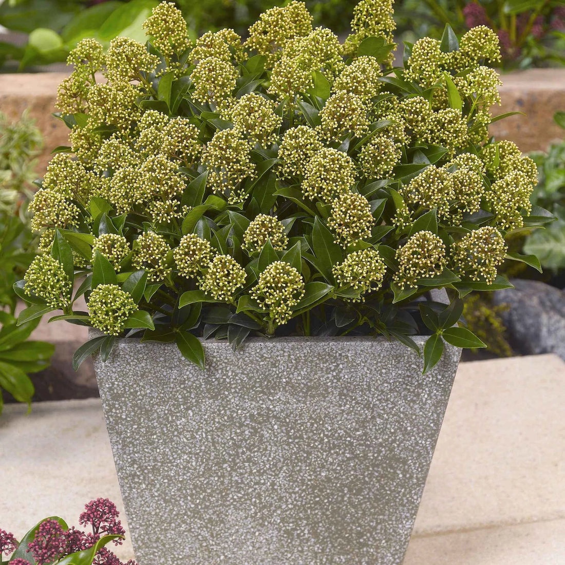 Liliac japonez "White Dwarf" 0.40 - 0.50 m / Skimmia japonica "White Dwarf"/ by gradina-noastra