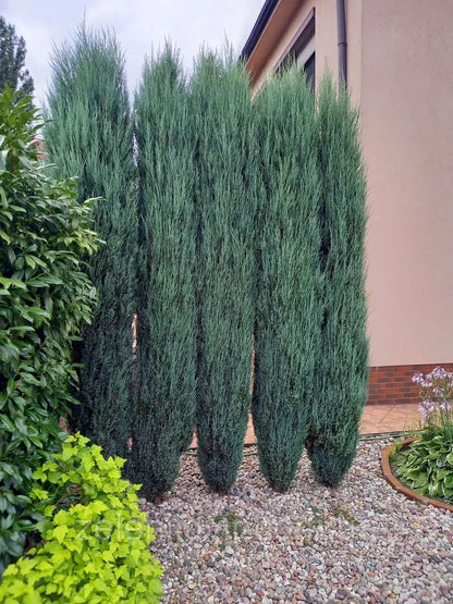Ienupar de Virginia "Blue Arrow" / Juniperus virginiana "Blue Arrow" /