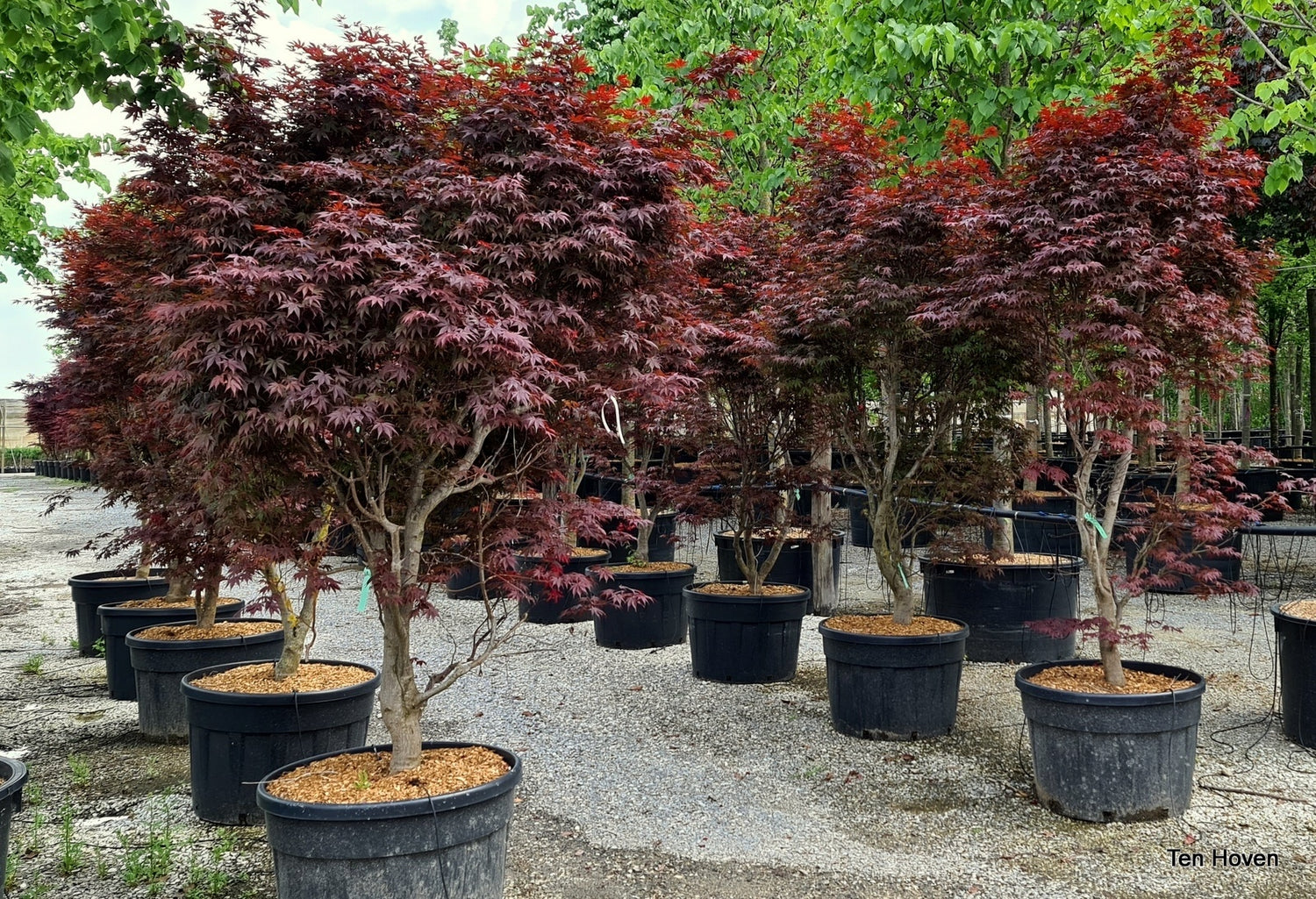 Artar japonez "Fireglow / Acer palm "Fireglow" /