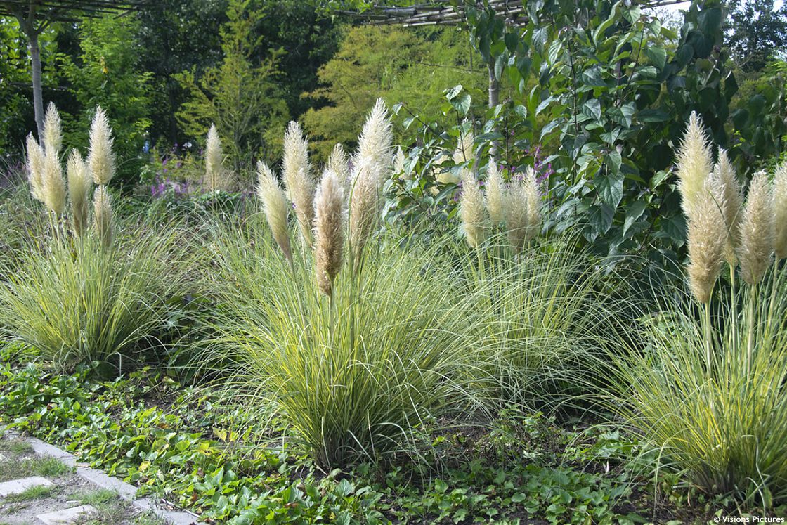 Iarba de pampas „Pumila”  /Cortaderia sellona „Pumila”/