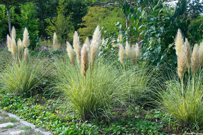 Iarba de pampas „Pumila”  /Cortaderia sellona „Pumila”/