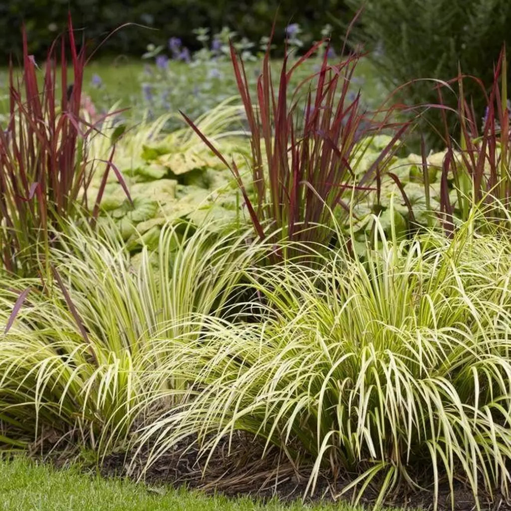 Acorus gramineus  „Ogon” 0.20 - 0.30 m - Gradina Noastra