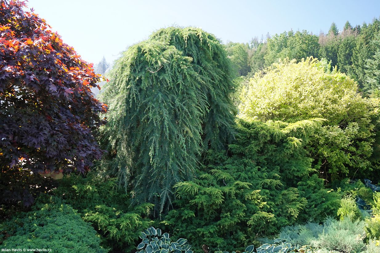 Cedru de Himalaya pendul pomisor / Cedrus deodara "Pendula" /