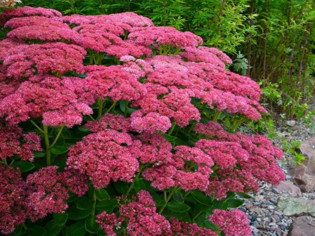 Iarba grasa &quot;Carl&quot; 0.10 - 0.20 m / Sedum spectabile &quot;Carl&quot;/