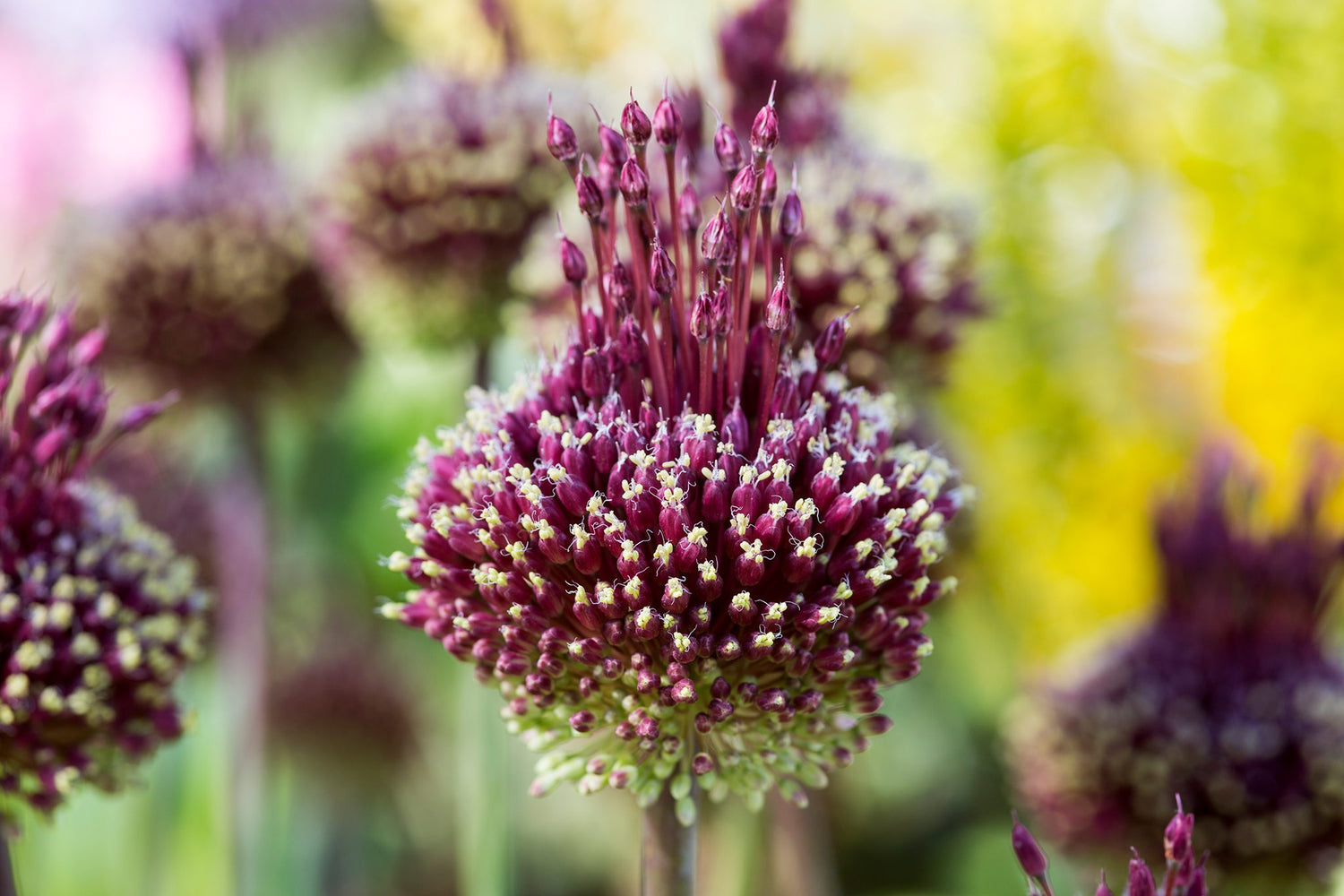 Allium amethystinum "Red Mohican"