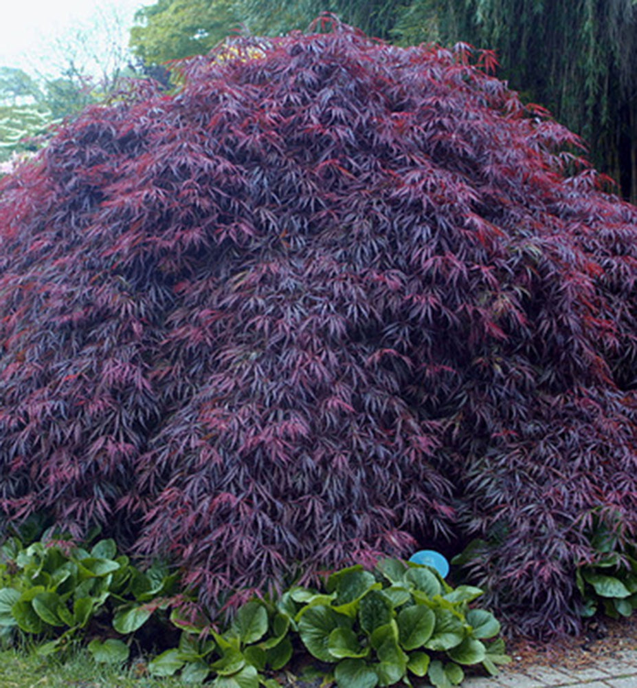Artar japonez "Inaba Shidare" / Acer palmatum dissectum "Inaba Shidare"/