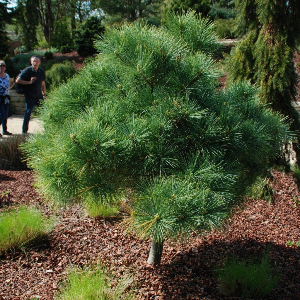 Pin strob "Nana" pomisor / Pinus strobus "Nana" / - Gradina Noastra