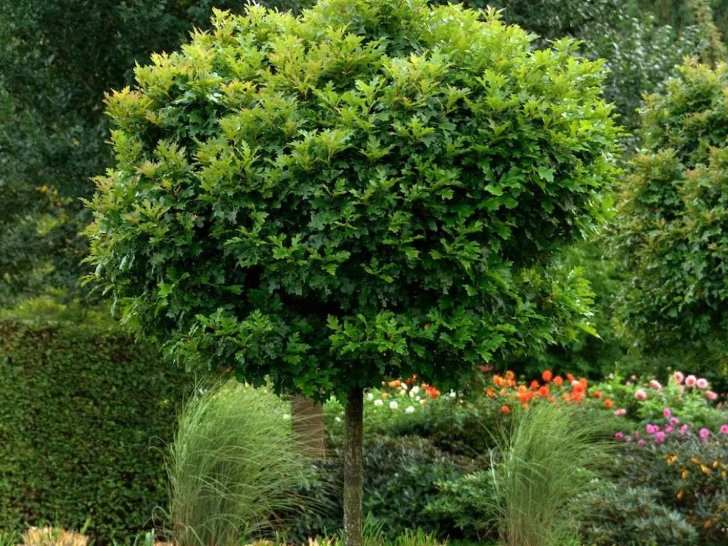 Stejar de balta "Green Dwarf" 2.00 - 2.50 m / Quercus palustris "Green Dwarf"/ - Gradina Noastra