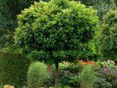 Stejar de balta "Green Dwarf" 2.00 - 2.50 m / Quercus palustris "Green Dwarf"/ - Gradina Noastra