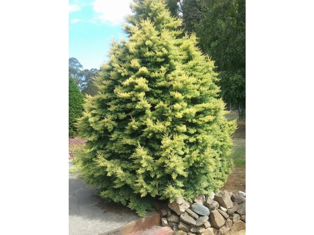 Chiparos de Arizona fastigiat auriu / Cupressus arizonica ‘Fastigiata Aurea’ /