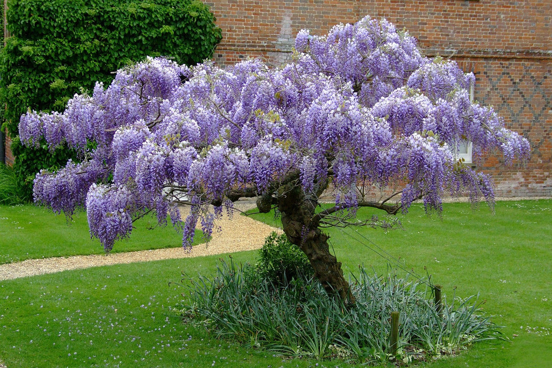 Glicina chinezească 2.00 m / Wisteria chinensis / gradina-noastra