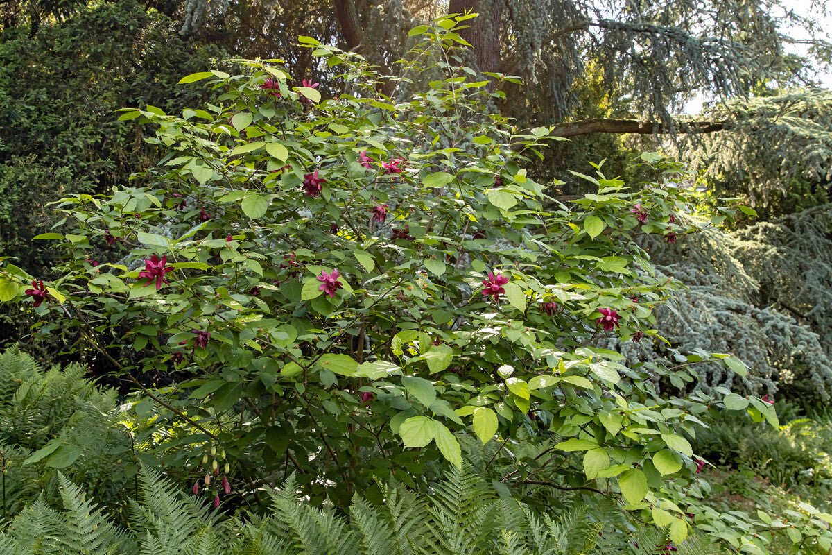 Arbore de orhidee „Aphrodite” / Calycanthus x raulstonii "Aphrodite" /