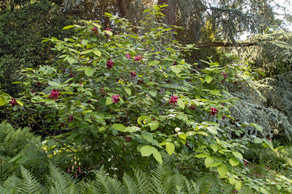 Arbore de orhidee „Aphrodite” / Calycanthus x raulstonii "Aphrodite" /
